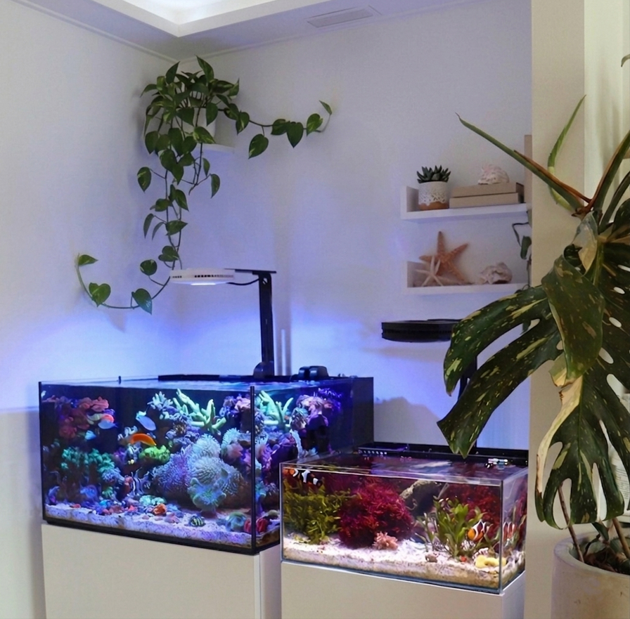 reef casa laguna and pico