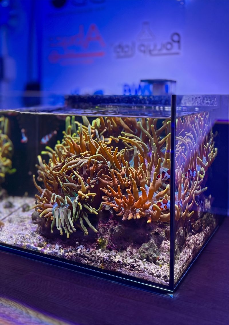 Studio 12 Nano Reef Tank Mark II
