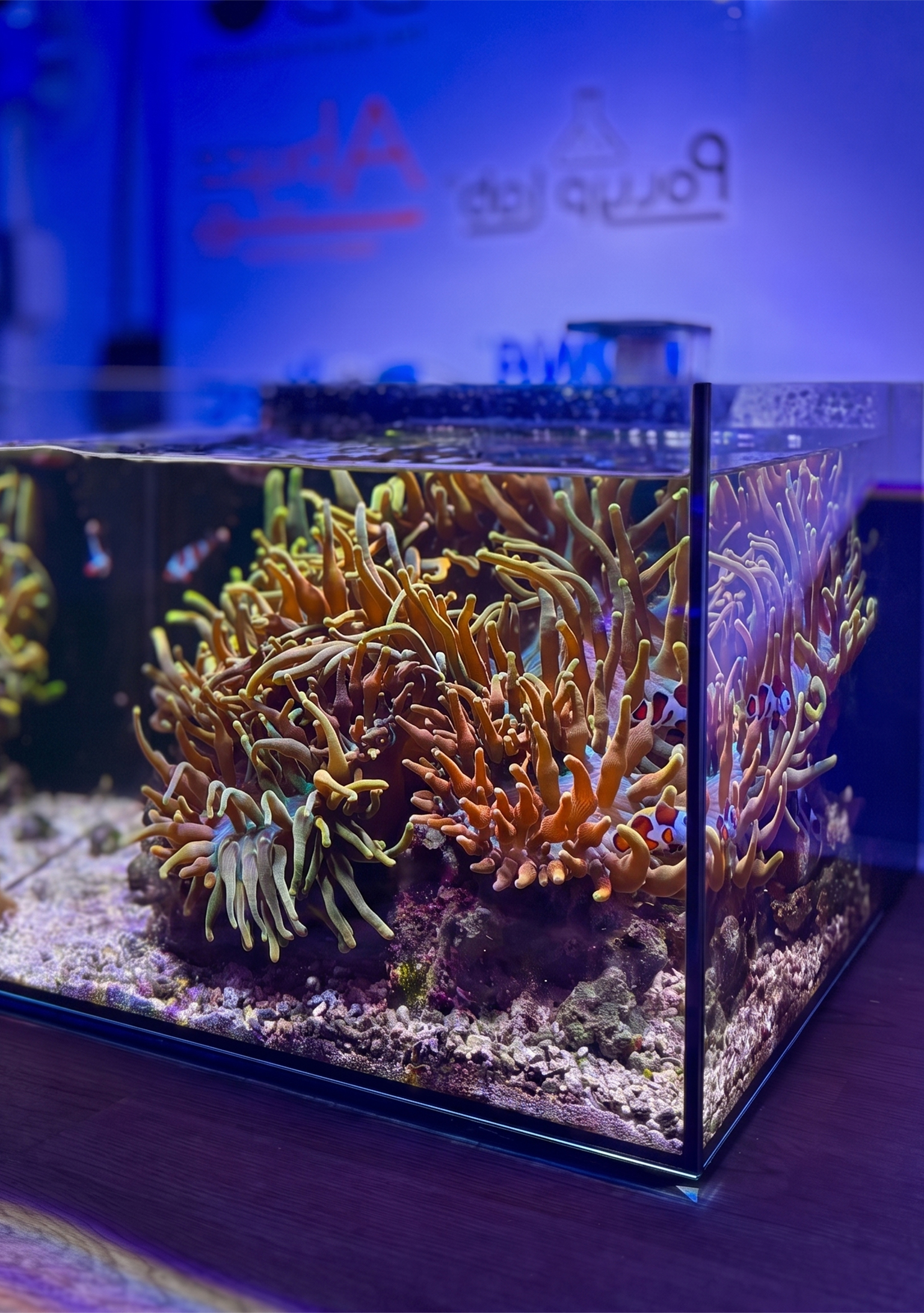 Studio 12 Nano Reef Tank Mark II