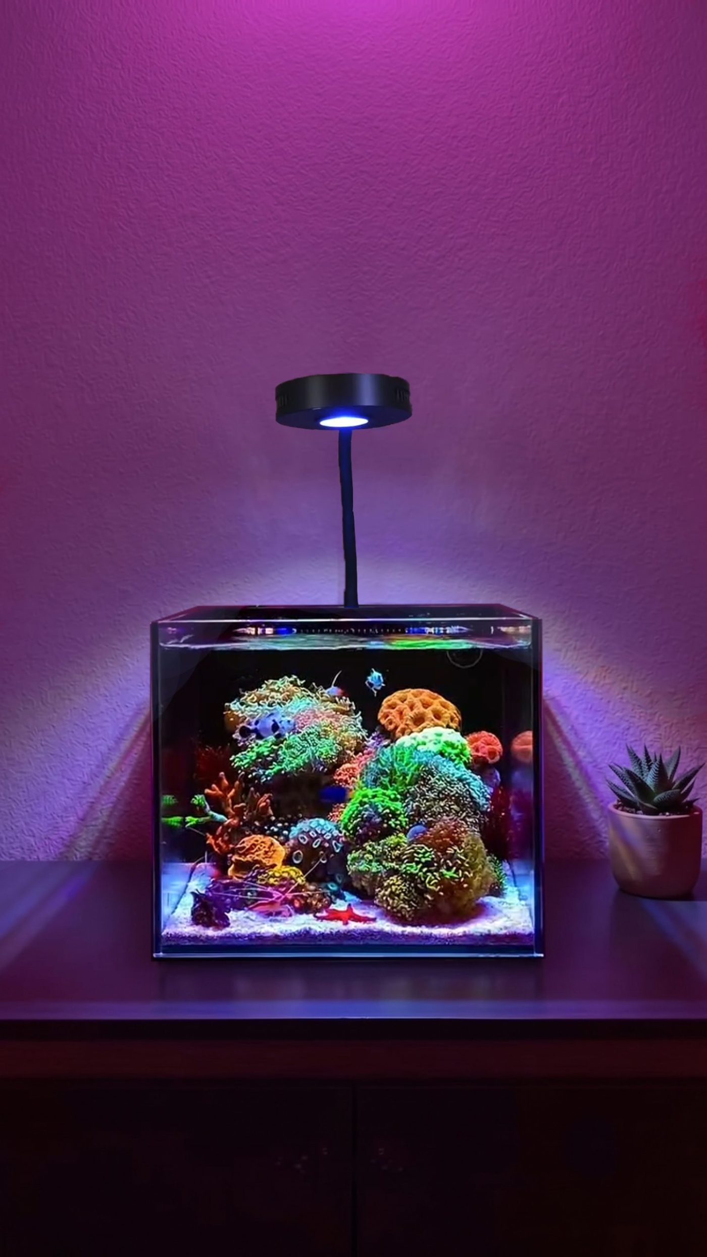 Fabio's aquarium