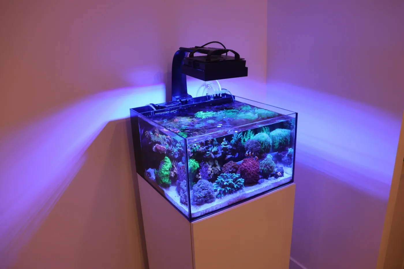 Izzy's aquarium