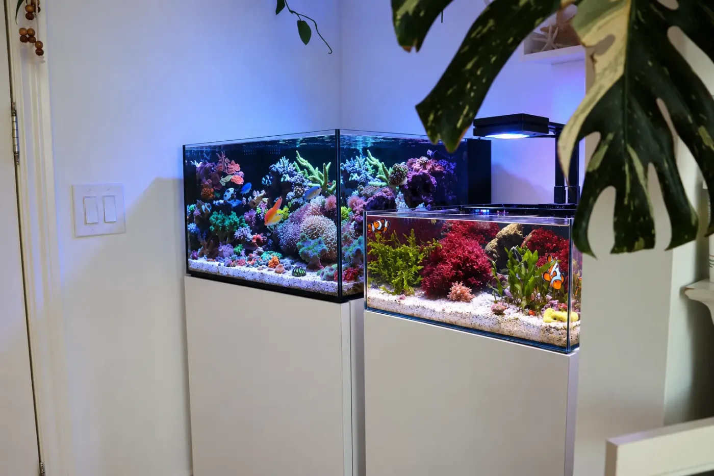 Reef Casa Laguna on cabinet